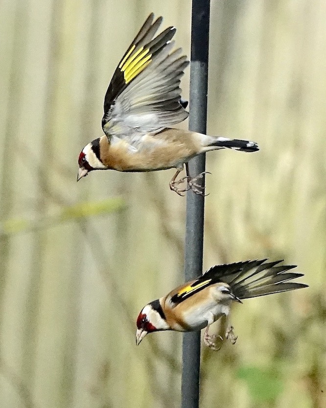 goldfinch